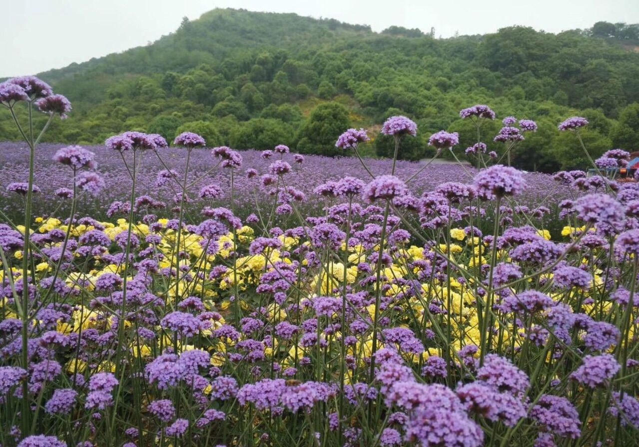 无锡薰衣草庄园